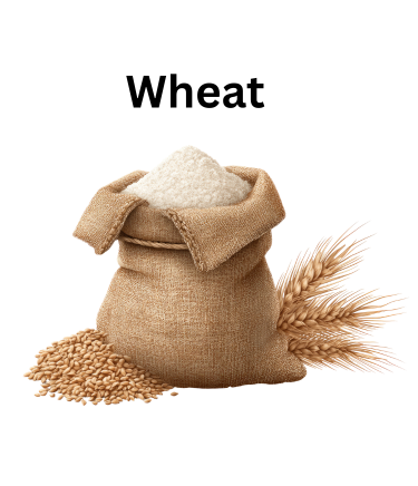 Premium wheat grains for flour and daily use in Pakistan fresh and high quality